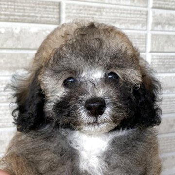 トイプードル(トイ)【熊本県・男の子・2025年9月1日・ブリンドル】の写真「愛嬌のあるまんまるお目目の男の子👦🏻💙」