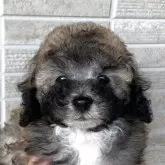 トイプードル(トイ)