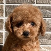 トイプードル(トイ)