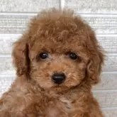 トイプードル(トイ)