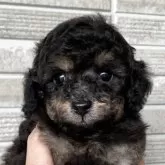 トイプードル(トイ)【熊本県・女の子・2025年11月1日・ブラックタン】の写真1