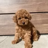 トイプードル(トイ)【熊本県・女の子・2025年10月16日・レッド】の写真3