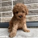 トイプードル(トイ)【熊本県・男の子・2025年9月16日・レッド】の写真4