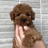 トイプードル(トイ)【熊本県・男の子・2025年9月16日・レッド】の写真5