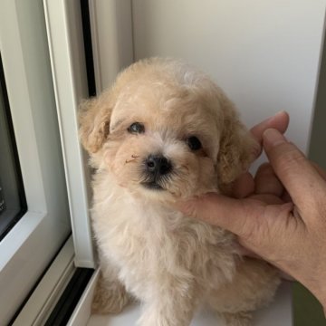 トイプードル(タイニー)【熊本県・女の子・2024年8月11日・クリーム】の写真「癒され顔の可愛い女の子💕」