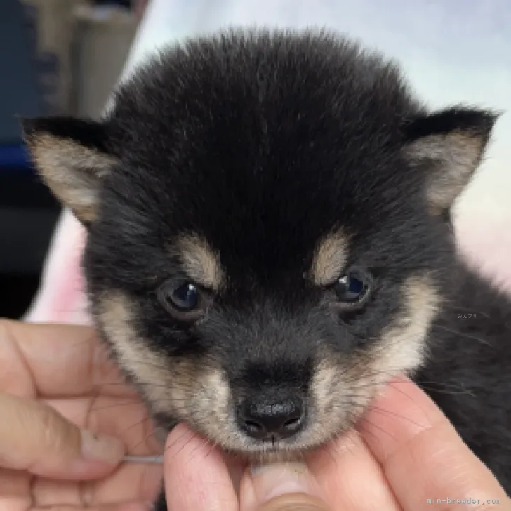 ID：2309-04804の子犬