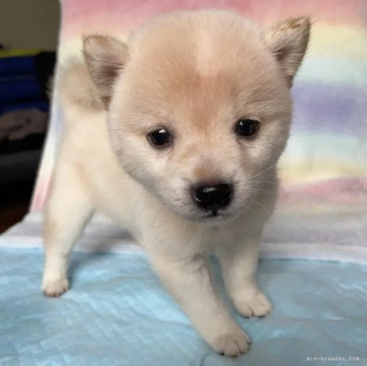 ID:2308-05966の子犬