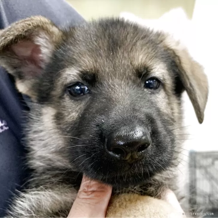 ID：2510-07627の子犬