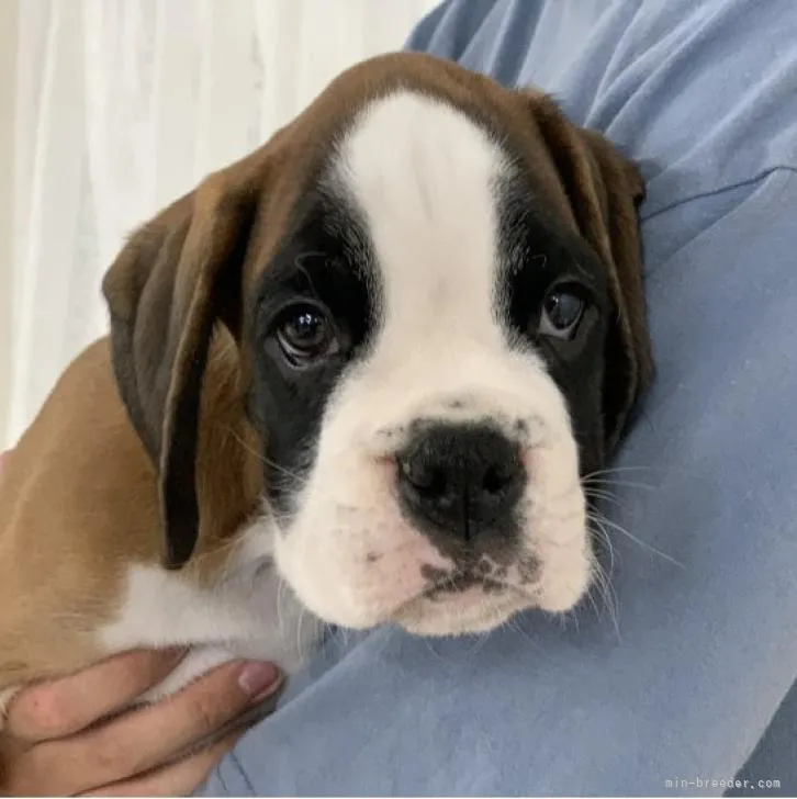 ID：2208-01797の子犬