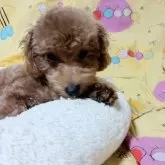 タイニープードル