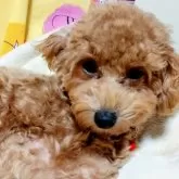 タイニープードル