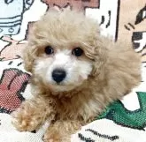 タイニープードル【愛媛県・男の子・2024年12月20日・アプリ】の写真6「３兄妹、人なっこい可愛い男の子です。」