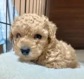 タイニープードル【愛媛県・男の子・2024年12月20日・アプリ】の写真4「以前の写真と比べると、可愛くなってきました。」