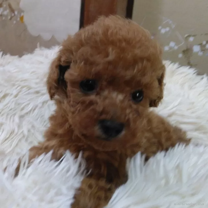 ID：2402-00625の子犬
