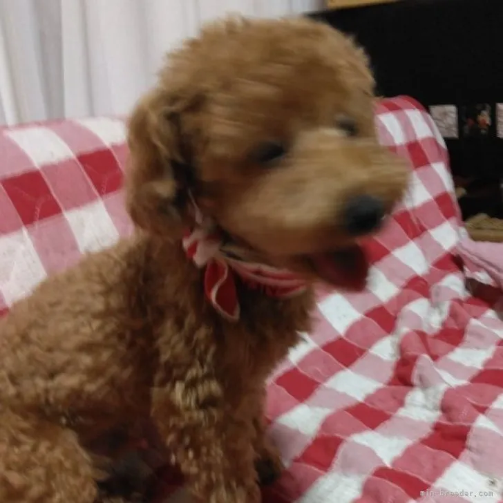 ノリコ 様のお迎えした子犬