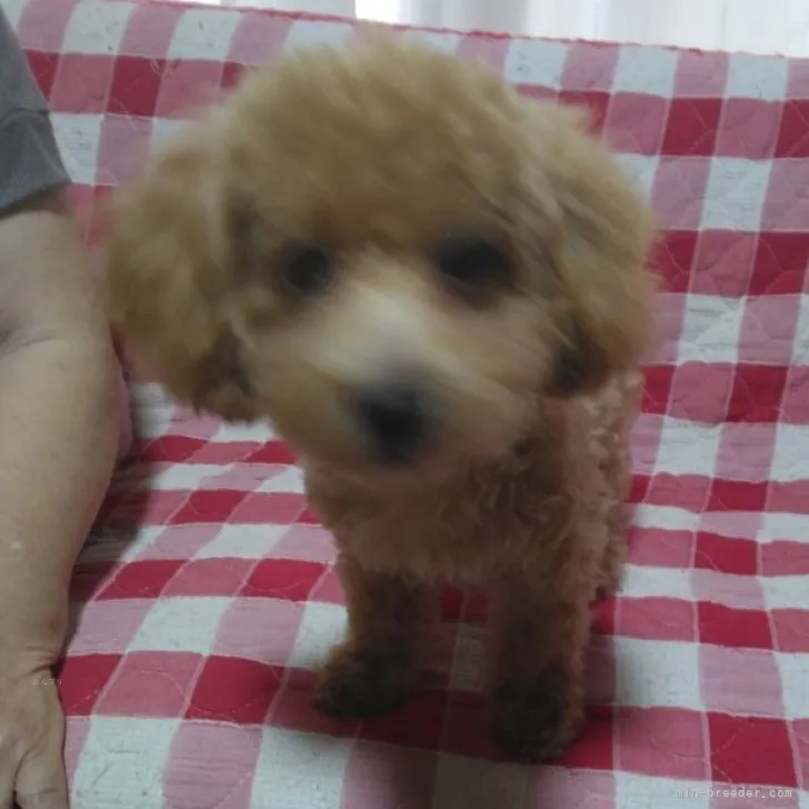M.Ｉ 様のお迎えした子犬