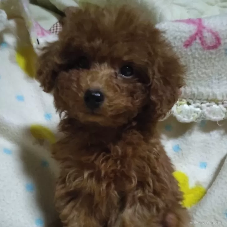 マサシ 様のお迎えした子犬