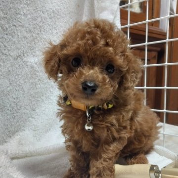 トイプードル(タイニー)【愛媛県・男の子・2024年4月5日・アプリコット】の写真「甘えん坊さんの大人しい男の子。」
