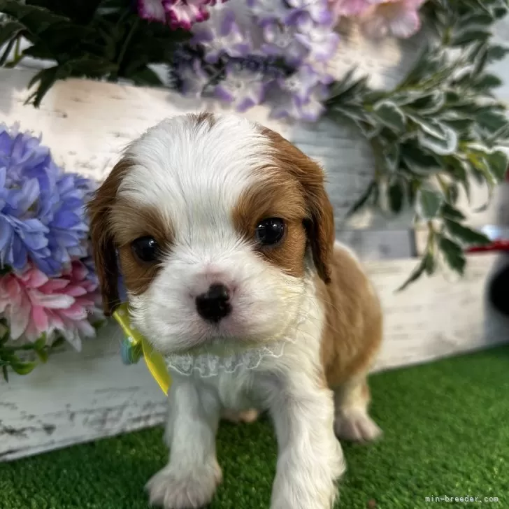 ID:2501-04768の子犬