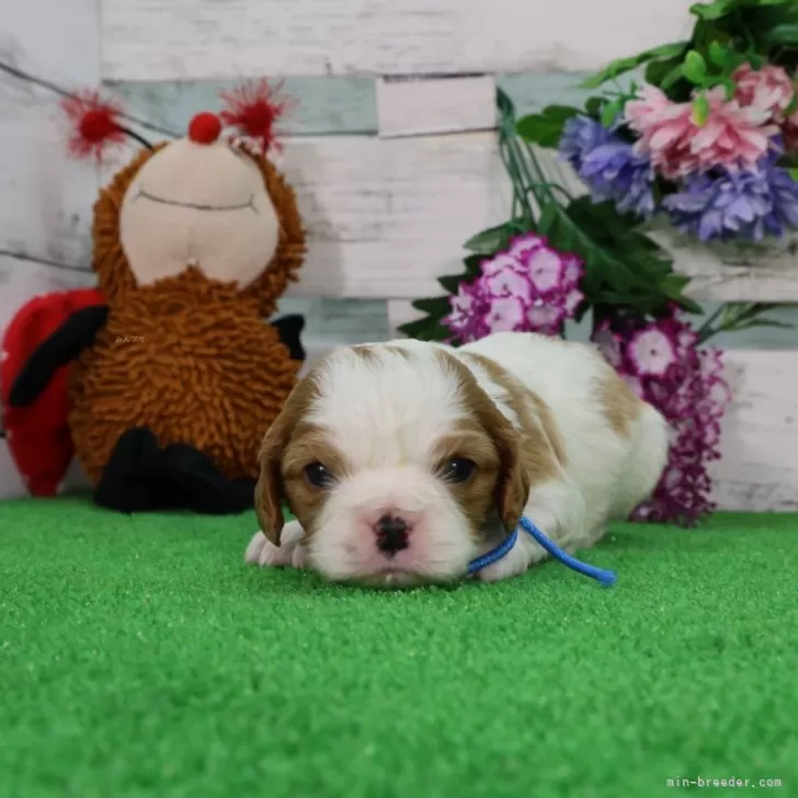 ID:2501-04750の子犬