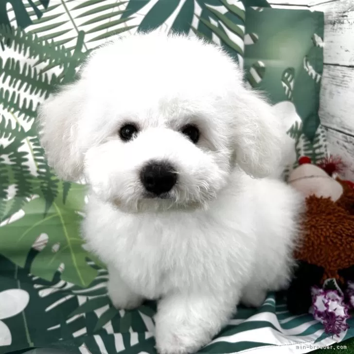 ID：2503-06530の子犬