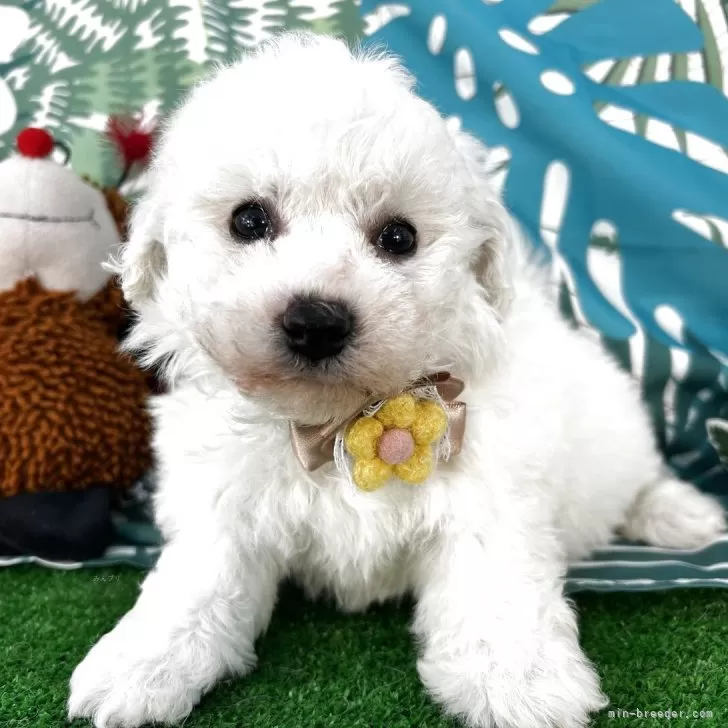 ID:2503-06481の子犬