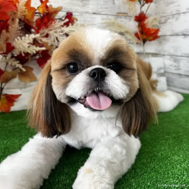 シーズー【滋賀県・男の子・2024年11月7日・ホワイト&ゴールド】の写真1