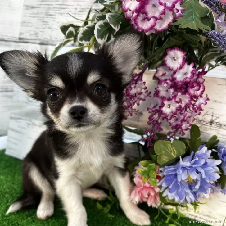 ID:2501-05313の子犬