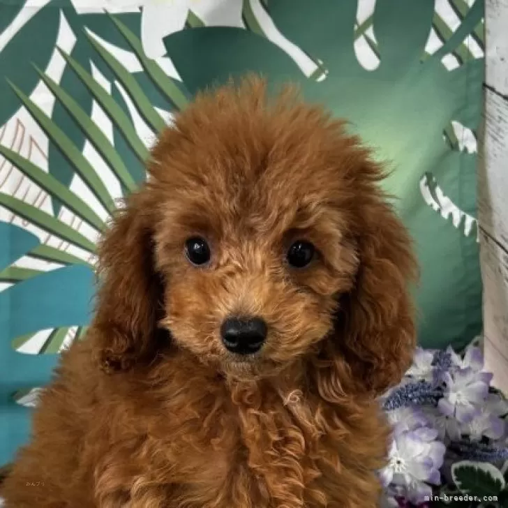 ID:2505-01172の子犬