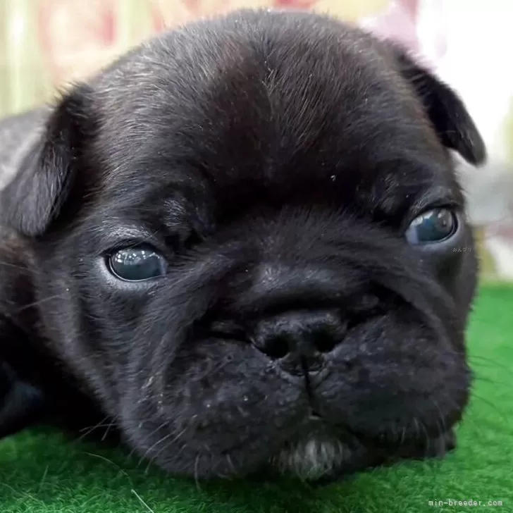 ID：2508-09007の子犬