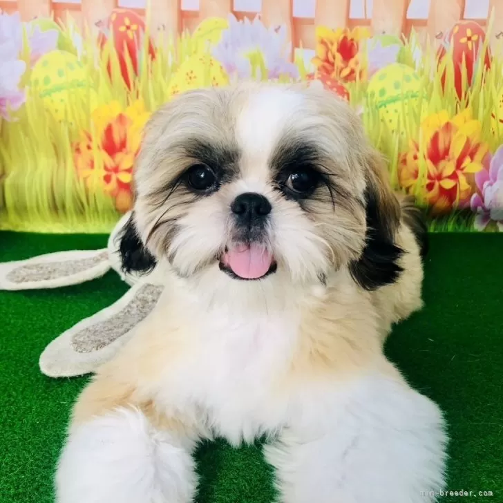 ID:2501-04777の子犬