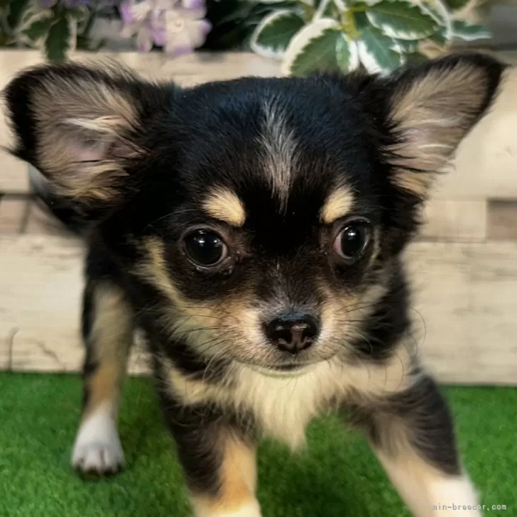 ID:2412-06100の子犬