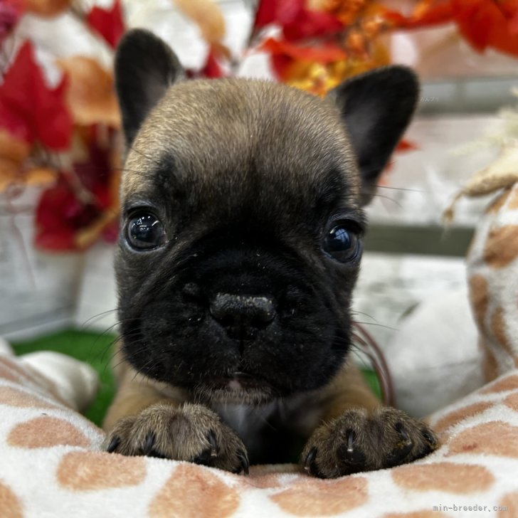 ブリーダー画像