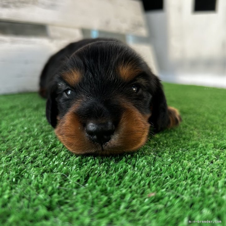 ブリーダー画像