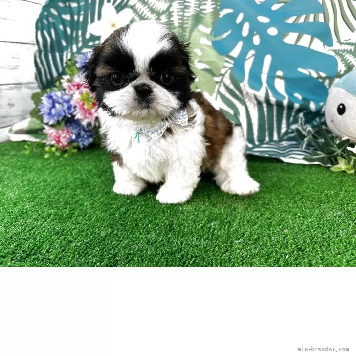 ID:2503-06470の子犬