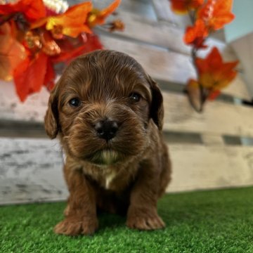 キャバプー(キャバリア×トイプードル)【滋賀県・男の子・2025年11月15日・レッド】の写真「母ＰＲＡノーマル」