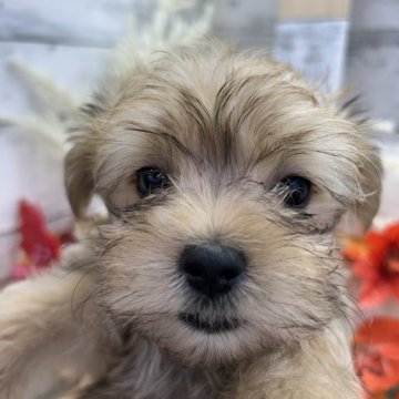 ミックス(ヨークシャーテリア×マルチーズ)【滋賀県・男の子・2025年9月3日・ブラウン】の写真「父  母  遺伝子検査クリアです」