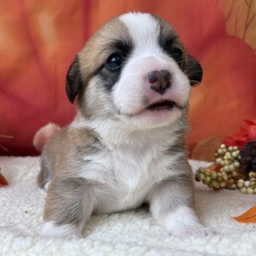 ウェルシュ・コーギー・ペンブローク【滋賀県・男の子・2025年10月28日・レッド&ホワイト】の写真「やんちゃボーイです！」