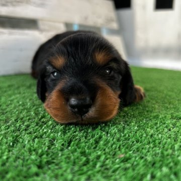 ミニチュアダックスフンド(ロング)【滋賀県・男の子・2025年11月17日・ブラック&タン】の写真「父母 ＰＲＡノーマル」