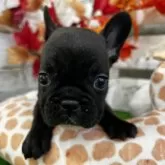 フレンチブルドッグ