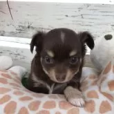 チワワ(ロング)