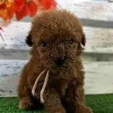 トイプードル(トイ)