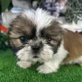 シーズー【滋賀県・女の子・2024年11月7日・ホワイト&ゴールド】の写真1