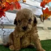 トイプードル(トイ)