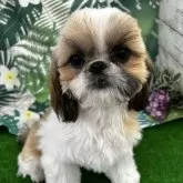 シーズー