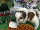 シーズー【滋賀県・女の子・2024年11月7日・ホワイト&ゴールド】の写真5