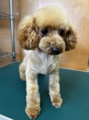 トイプードル【・女の子・2023年6月24日・アプリコット】