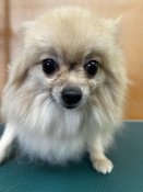 ポメラニアン【・女の子・2022年4月6日・ウルフセーブル】