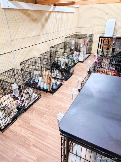 🐶犬舎の中🐶｜間中　美華(まなか　みか)ブリーダー(茨城県・柴犬など・JKC/KCJ(日本社会福祉愛犬協会)登録)の紹介写真3