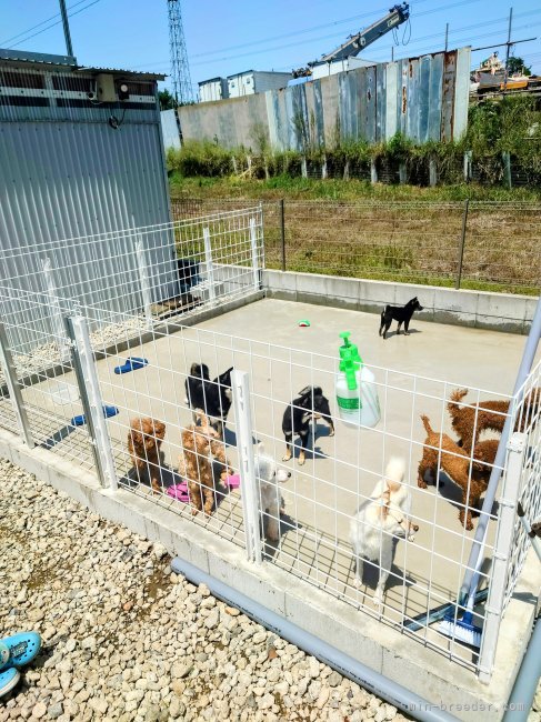 ドッグラン②｜間中　美華(まなか　みか)ブリーダー(茨城県・柴犬など・JKC/KCJ(日本社会福祉愛犬協会)登録)の紹介写真5